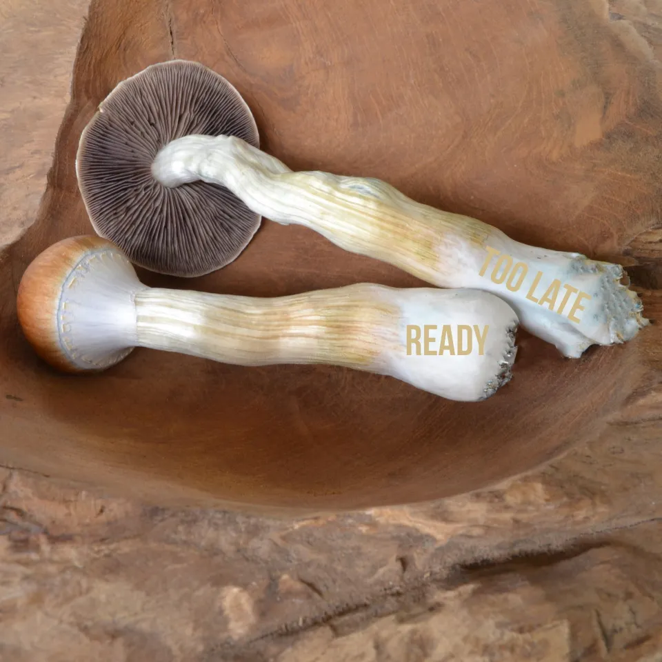 mushroom-ready-to-harvest.jpg